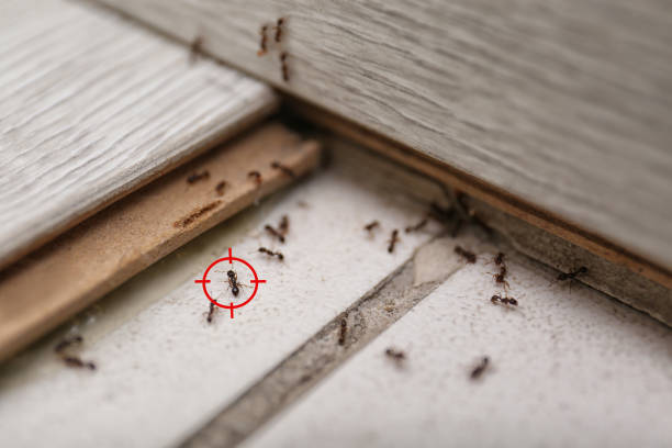 Pest Control Cost in Clinton, IL