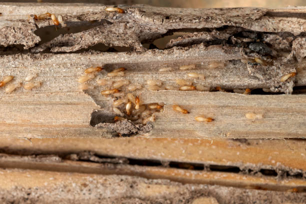 Best Affordable Pest Control Services  in Clinton, IL