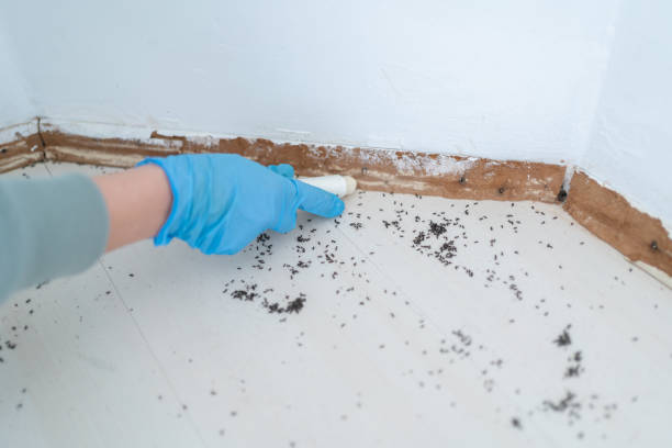 Best Emergency Pest Control  in Clinton, IL